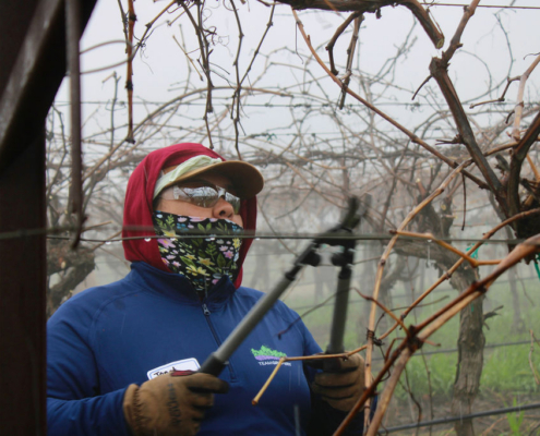 Valley Pruning Contest – California Farmworker Foundation Farmworker pruning vineyards during the Central Valley Pruning Contest held by California Farmworker Foundation
