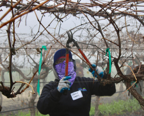 Valley Pruning Contest – California Farmworker Foundation Farmworker pruning vineyards during the Central Valley Pruning Contest held by California Farmworker Foundation
