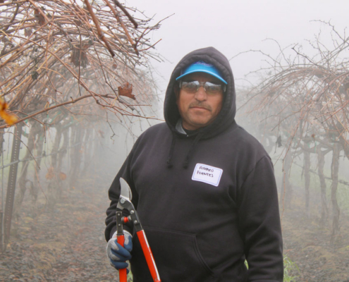 Valley Pruning Contest – California Farmworker Foundation Farmworker pruning vineyards during the Central Valley Pruning Contest held by California Farmworker Foundation