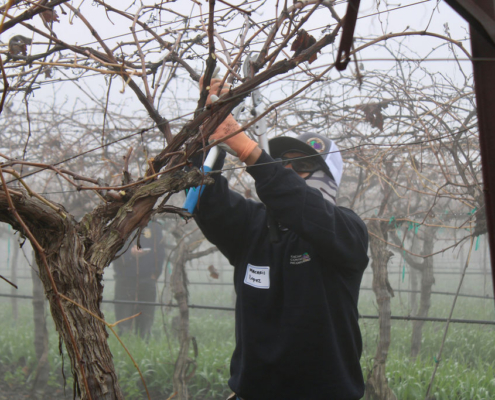 Valley Pruning Contest – California Farmworker Foundation Farmworker pruning vineyards during the Central Valley Pruning Contest held by California Farmworker Foundation