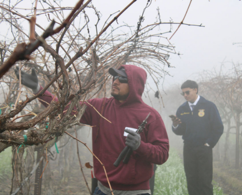 Valley Pruning Contest – California Farmworker Foundation Farmworker pruning vineyards during the Central Valley Pruning Contest held by California Farmworker Foundation